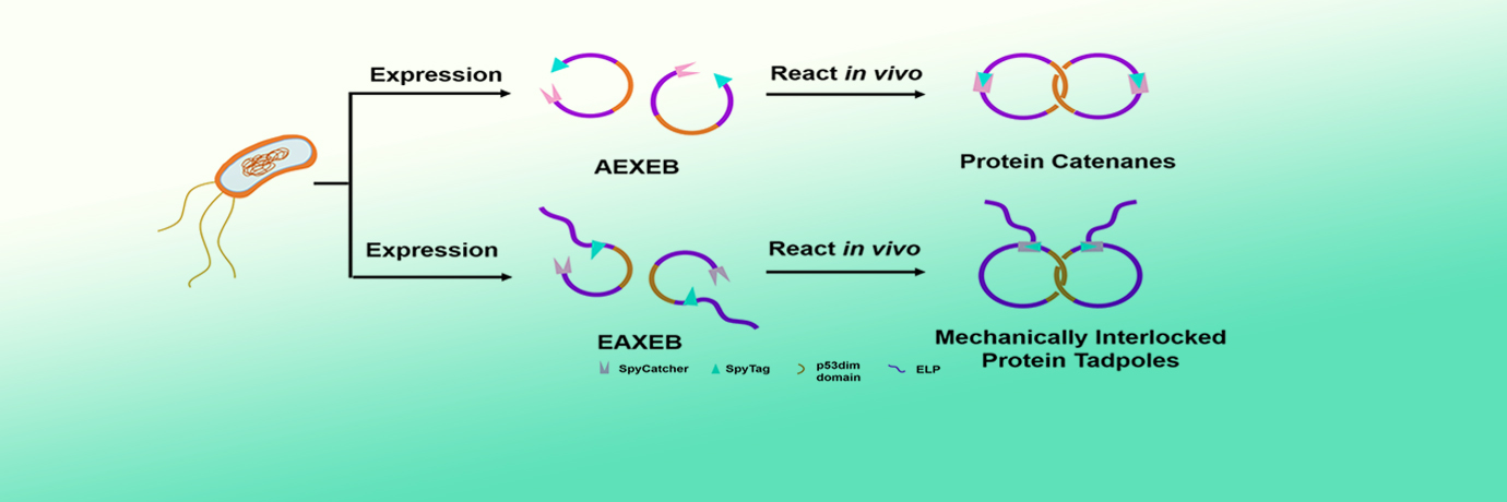 中国·BB贝博艾弗森(股份)有限公司-官方网站