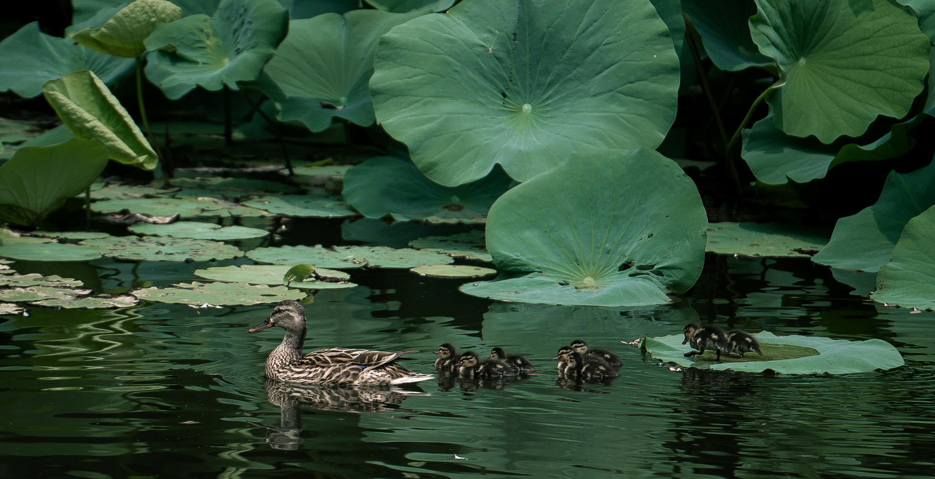 中国·BB贝博艾弗森(股份)有限公司-官方网站