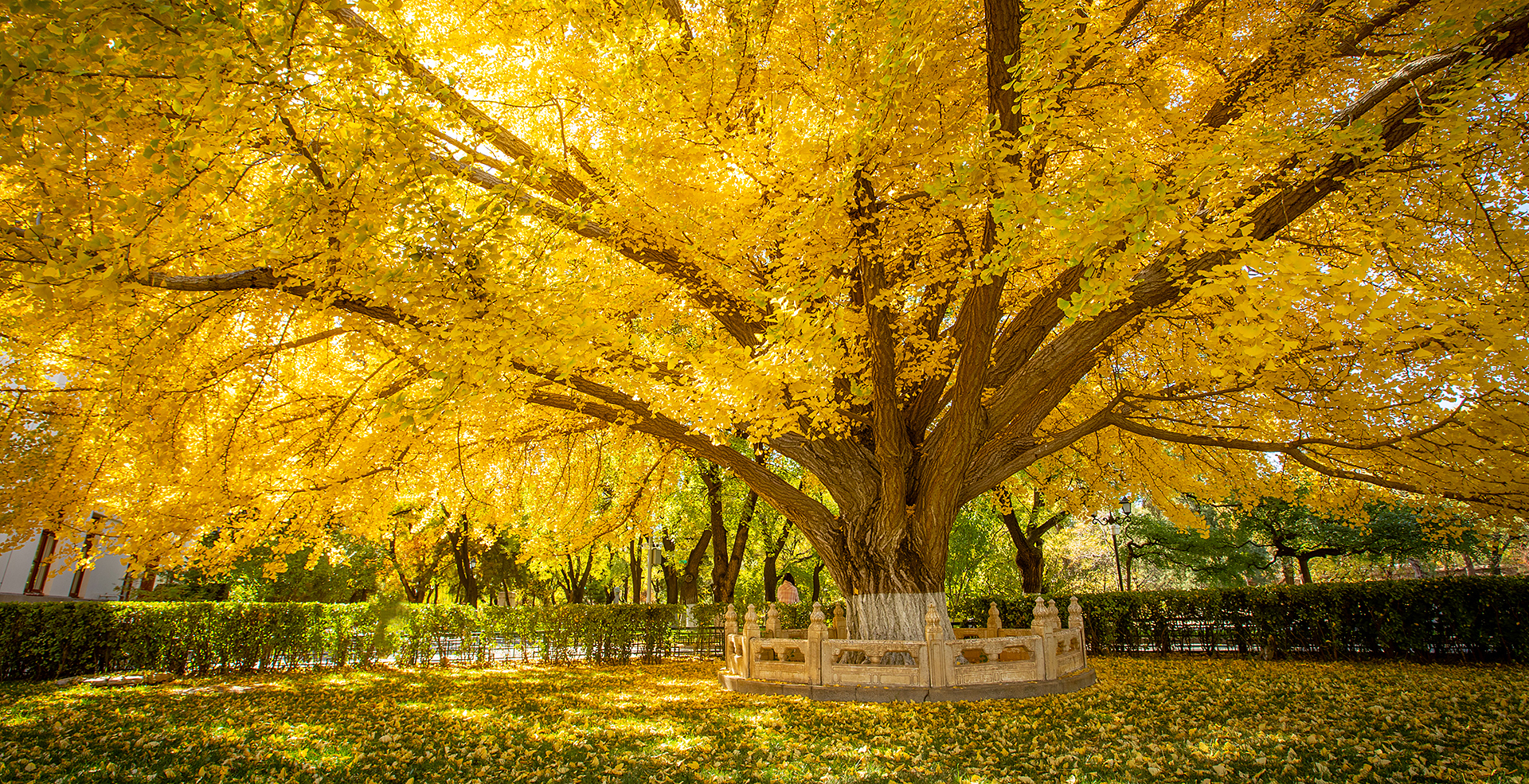 中国·BB贝博艾弗森(股份)有限公司-官方网站