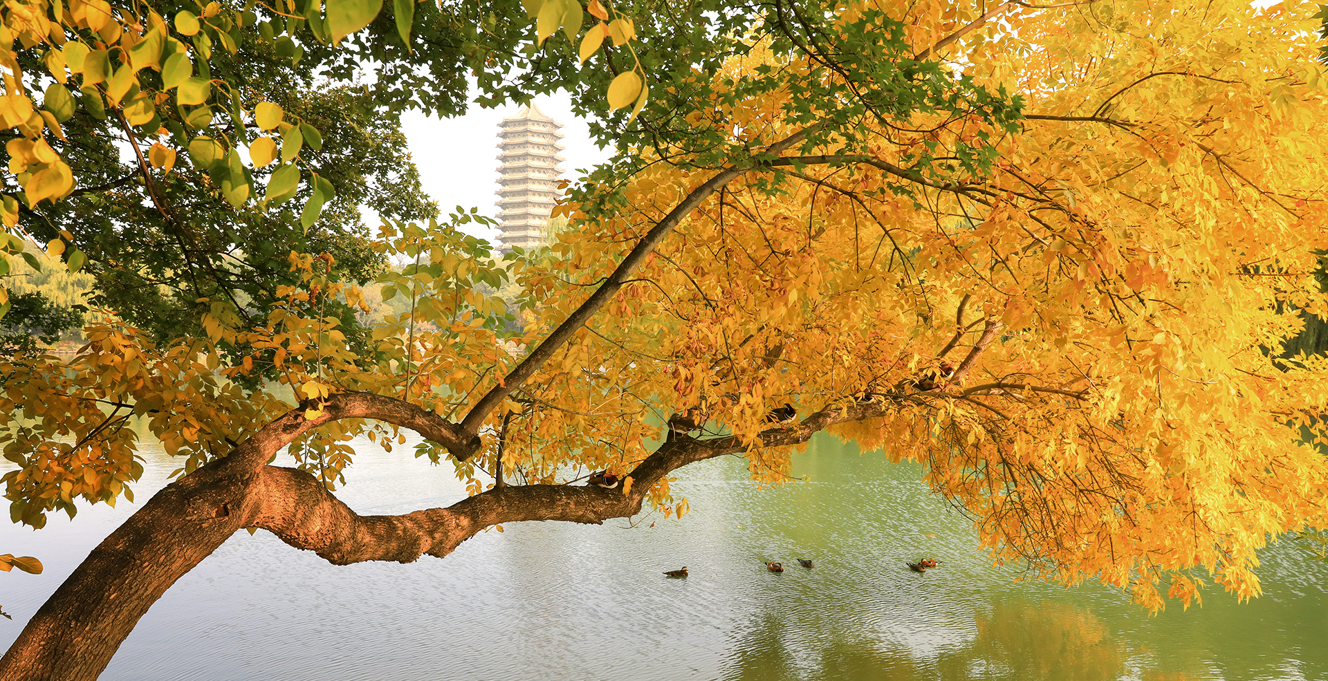 中国·BB贝博艾弗森(股份)有限公司-官方网站